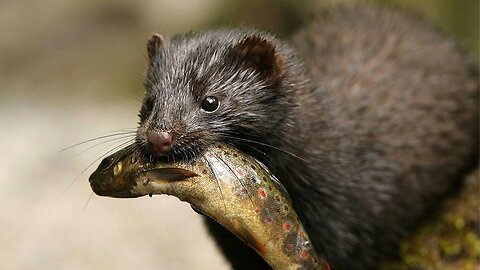 American mink: strength, arrogance and fearlessness! Interesting facts about minks.