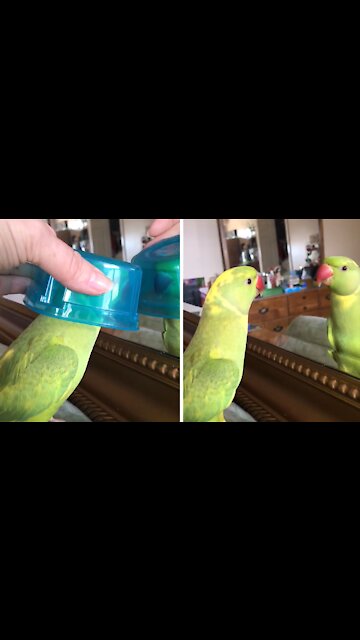 Funny talking parrot loves playing peekaboo in the mirror