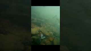 Underwater footage