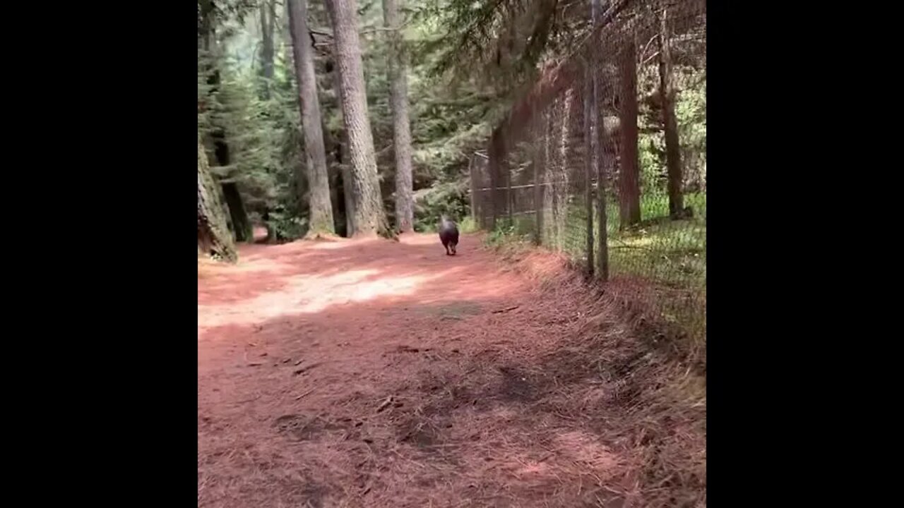 Excited Pig Runs For Fun