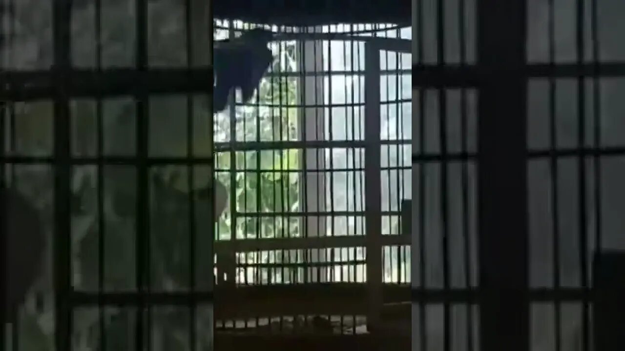 Birds are raised for many years