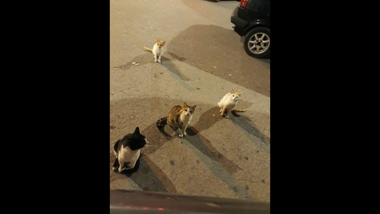 Cate al hoceima morrocco
