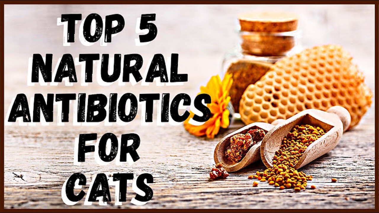 Top 5 natural antibiotics for cats