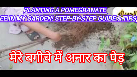 Planting a Pomegranate Tree in My Garden! Step-by-Step Guide & Tipsمیرے باغ میں انار کا درخت