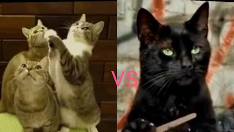 White cat versus black cat funny clip video