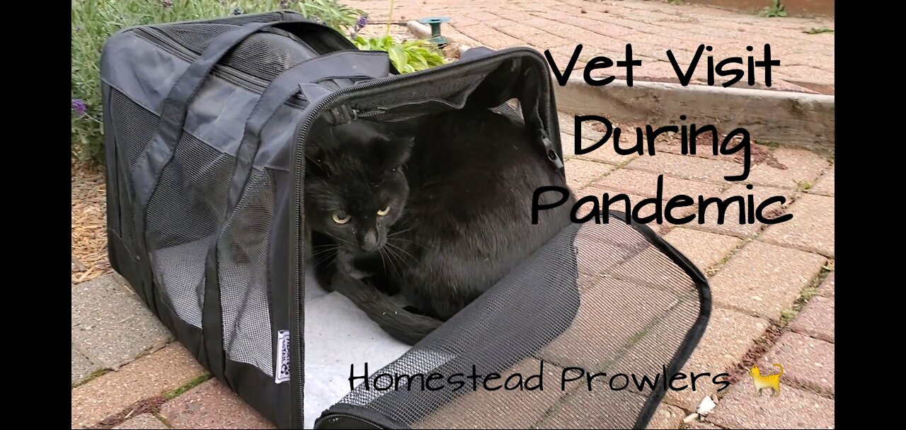 Homestead Cats Go To Vet During Covid 19 Pandemic