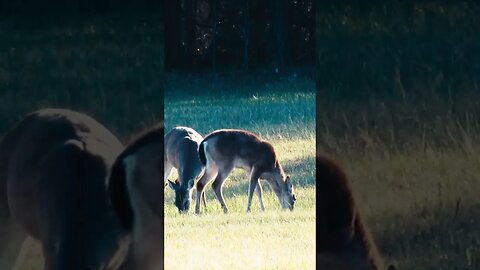 Deer on the battlefield