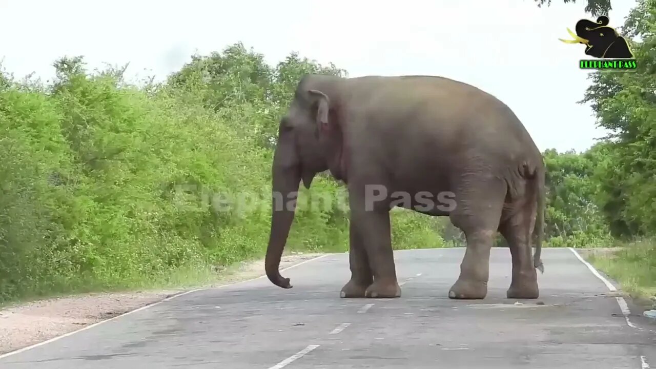 A severe elephant attack on a bus People fall down in fear 2