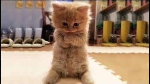 Awesome Funny - Dogs And Cats - Funniest And Cute Pet Videos