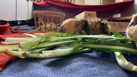 Guinea pig tv 📺