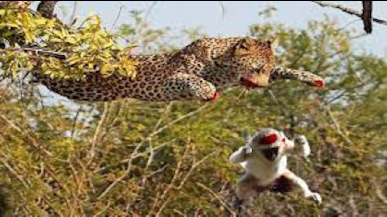 leopard catches monkey in mid air| amazing video |