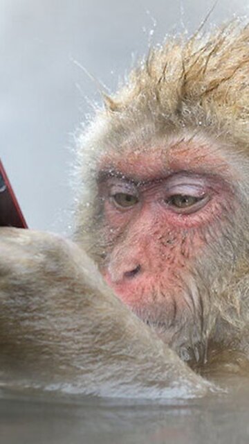 eating sweets،Attack,monkeys,Monkeys video,funny monkey, Funny 2024,Funny animals