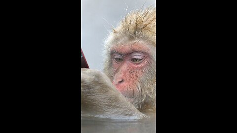 eating sweets،Attack,monkeys,Monkeys video,funny monkey, Funny 2024,Funny animals