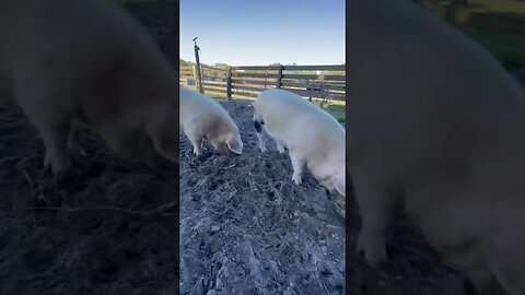 Hanging with the pigs! #pigs #pigfarmvideo #hog #hogfarming #shorts