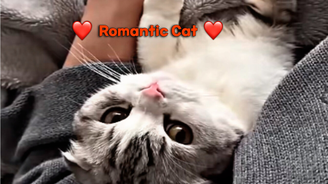 Romantic Cat Flirt with Joyyy