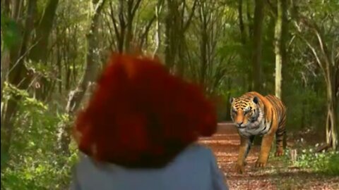 meet tigers in the forest