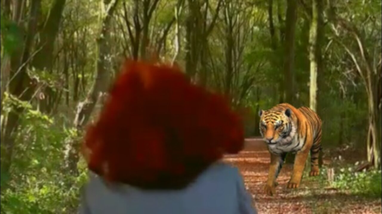 meet tigers in the forest