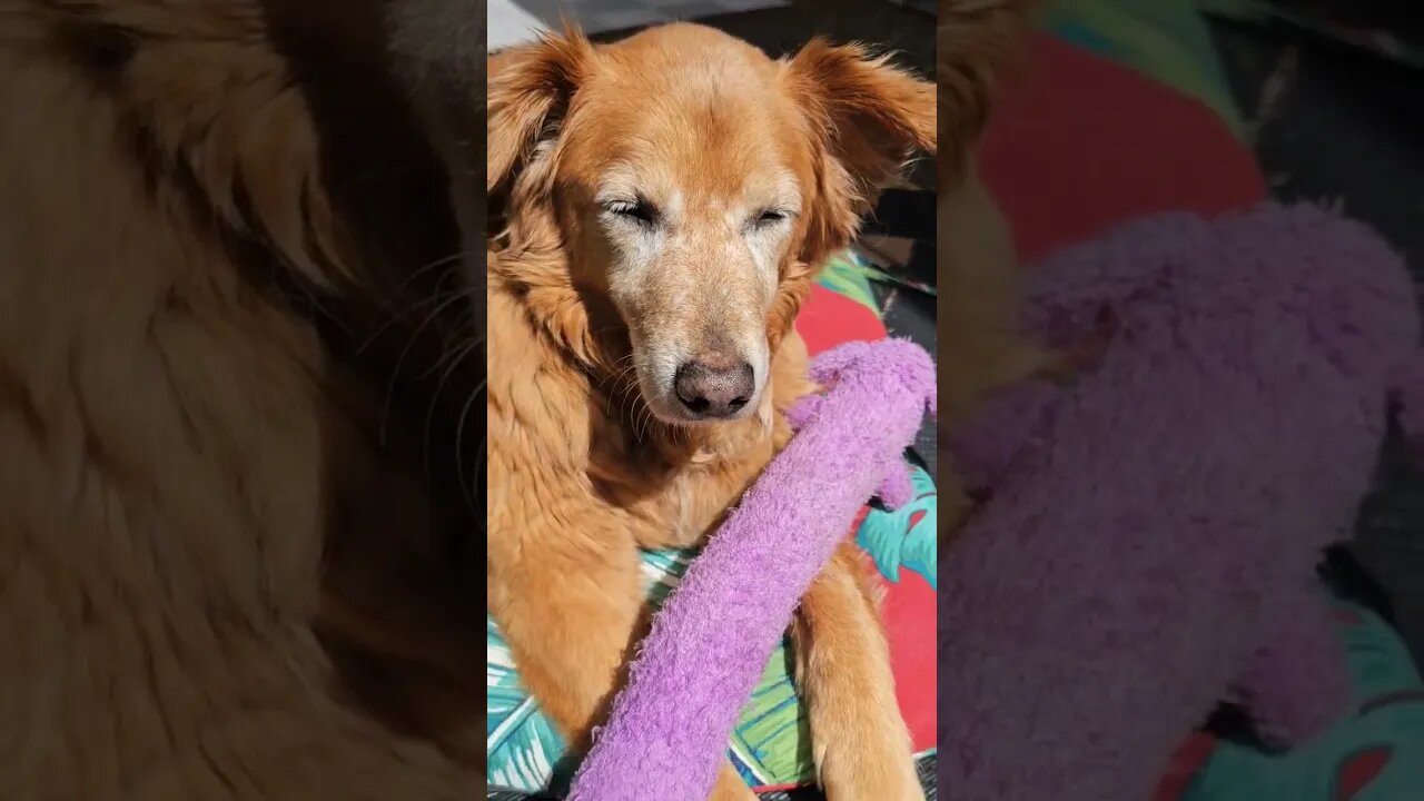 Still Retired,Leave Me Alone Titan age 12 #dog #best #goldenretriever