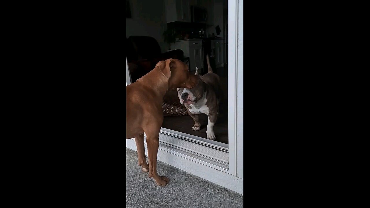 Crazy_Pibble_Fight!_Cute_Pitbull_vs._Funny_American_Bully