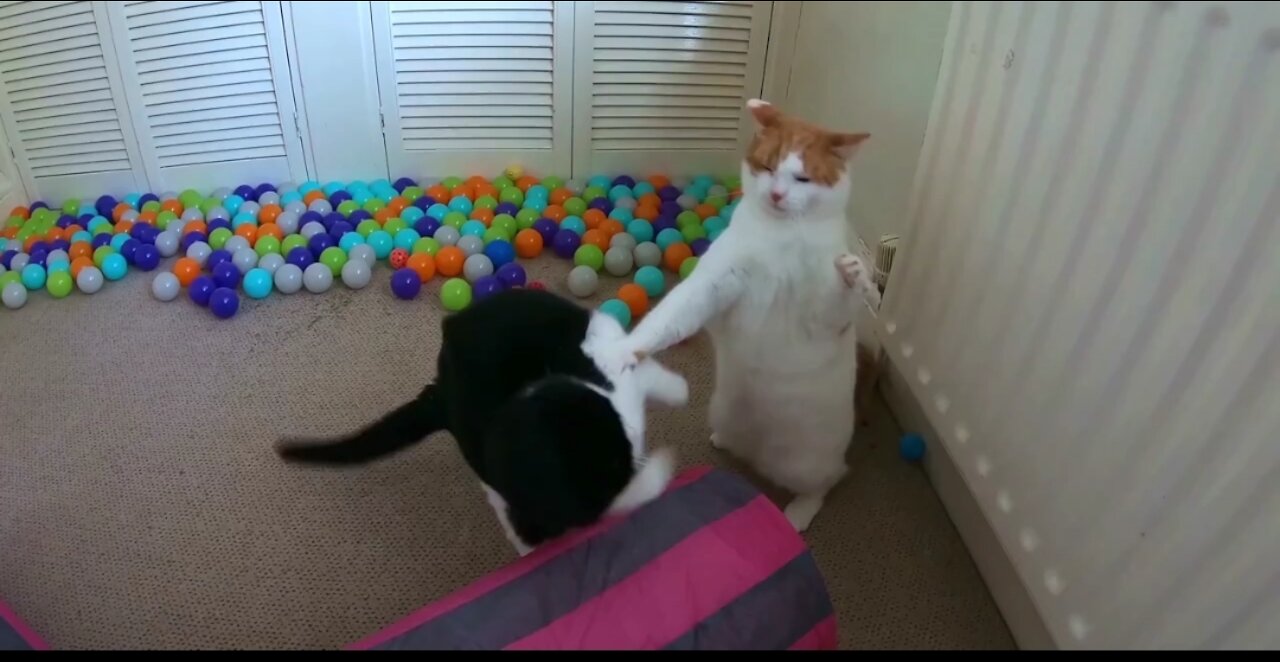 Funny fight between male cats