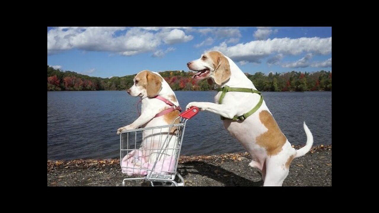 Dogs' Epic Shopping Cart Voyage_ Funny Dogs Maymo & Penny