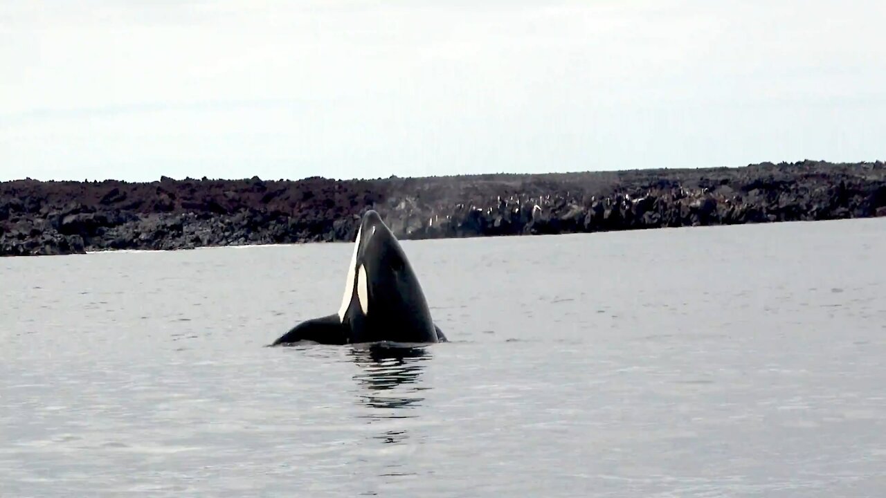 Battle for survival between orca and gigantic Pacific