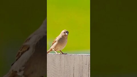 Funny Jumping Bird