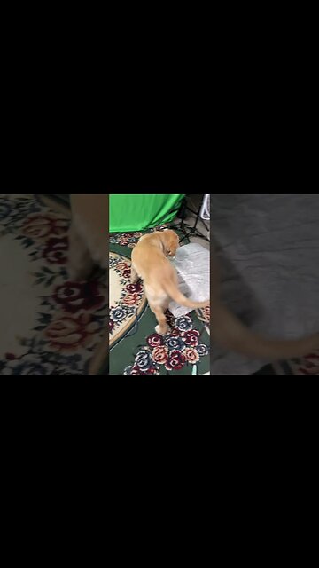 Puppies are always into something #petsofinstagram #puppies