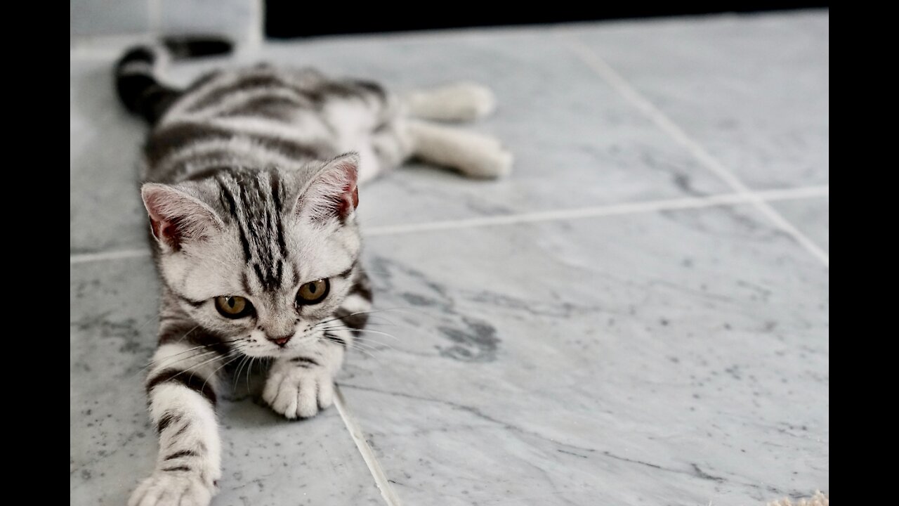 Woman playing with the paws of a cute and sly kitten - funny kitten