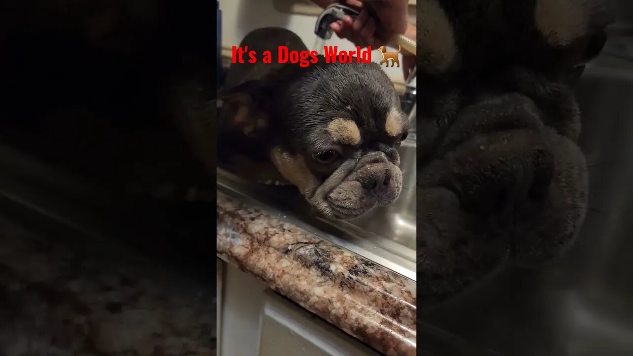 Bella bell getting a Sink bath 🛁 💞🥰💕