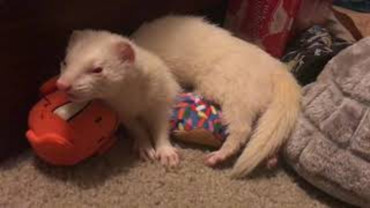 Ever want to sleep on a doughnut with your head in an igloo?