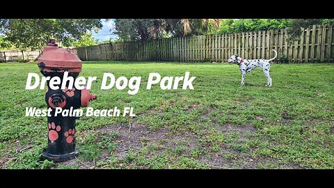 LUNA AT Dreher Dog Park West Palm Beach Fl