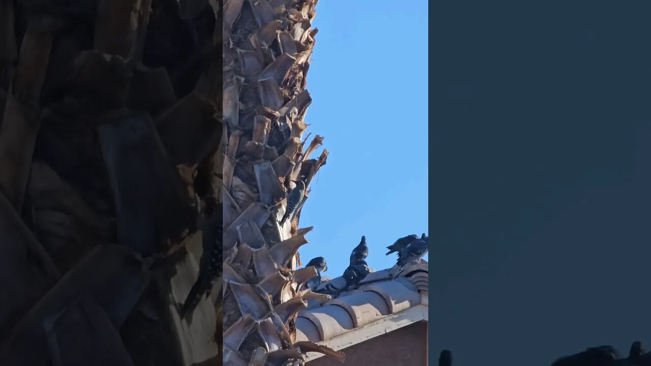 Pigeons Gather around a Woodpecker Working on a Palm Tree