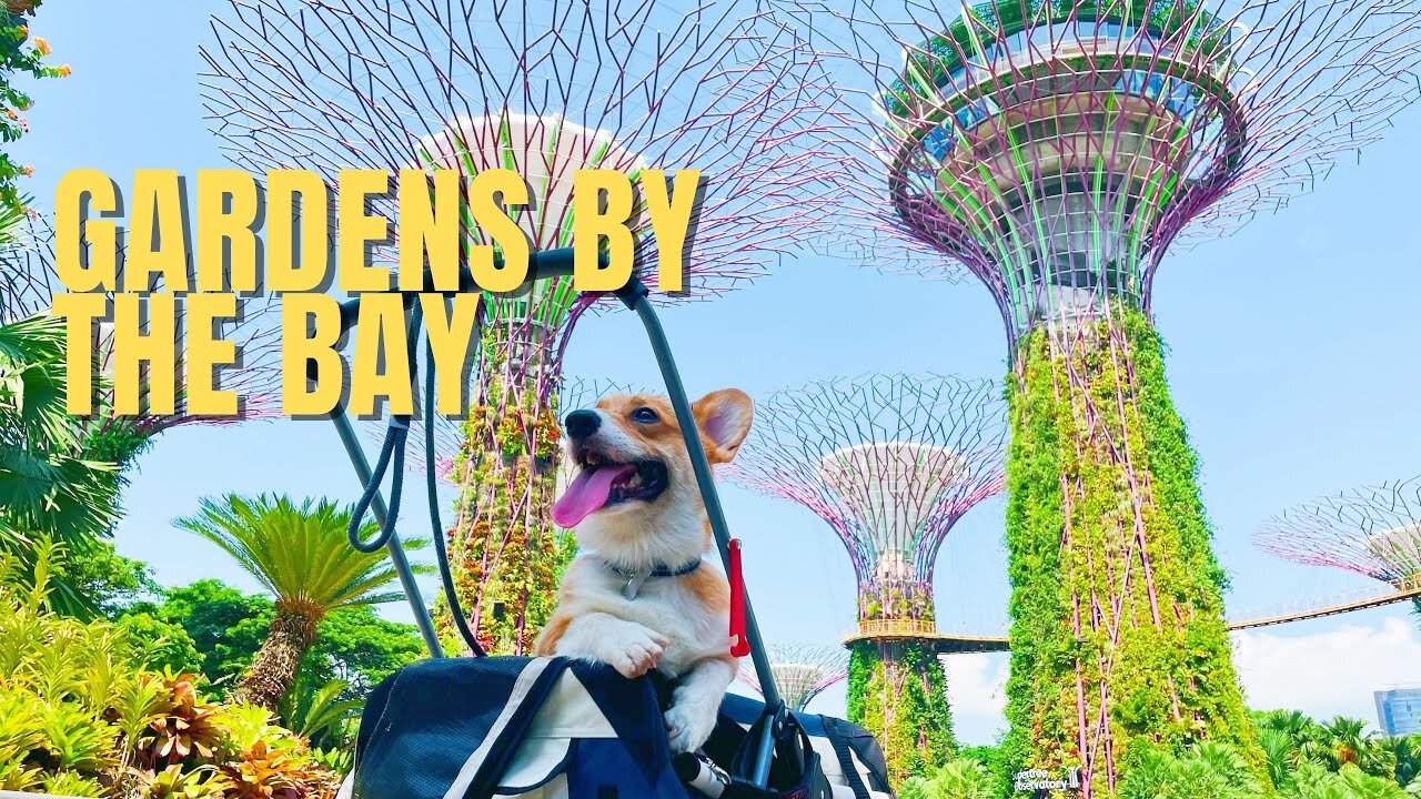 Shinji The Corgi- Gardens by the Bay Part 2