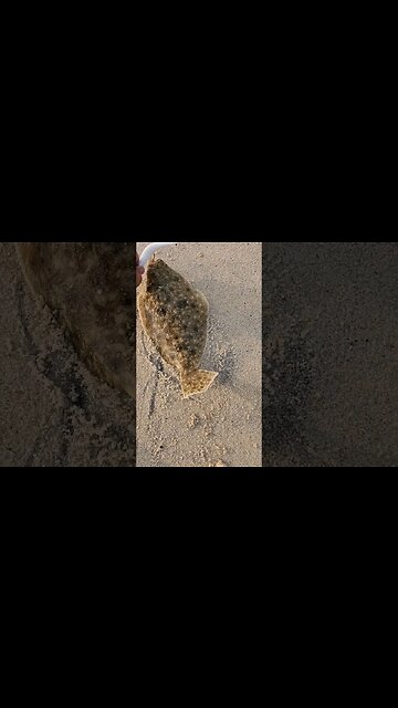 1St Flounder of today!