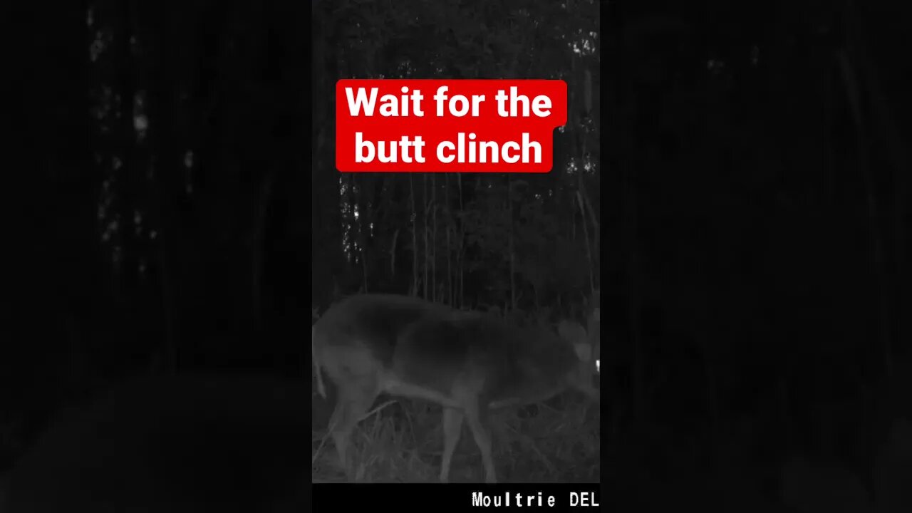 Fat buck does a Butt Clinch!