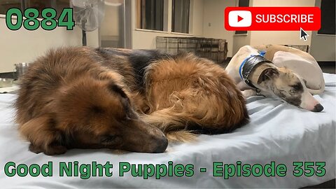 [0884] GOOD NIGHT PUPPIES - EPISODE 353 [#dogs #doggos #doggos #puppies #dogdaycare]