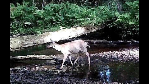 A Trail Across a Creek, June 23-July 4