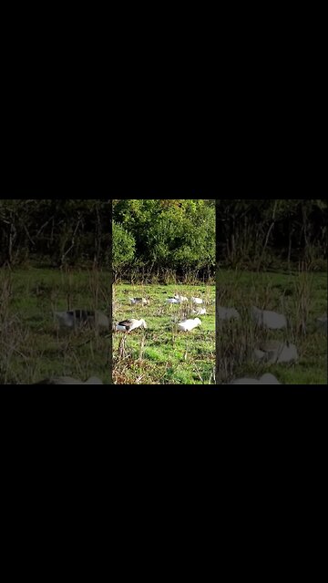 Мясные породы гусей