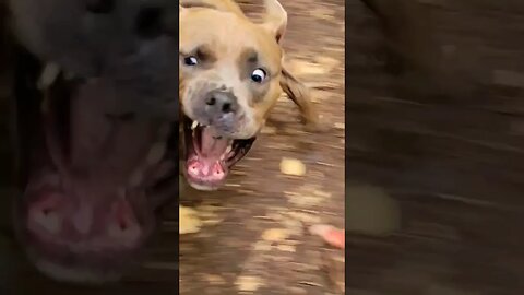 Dog runs into tree and loses stick! 🌳 #shorts #dogsplaying #pitbulldog