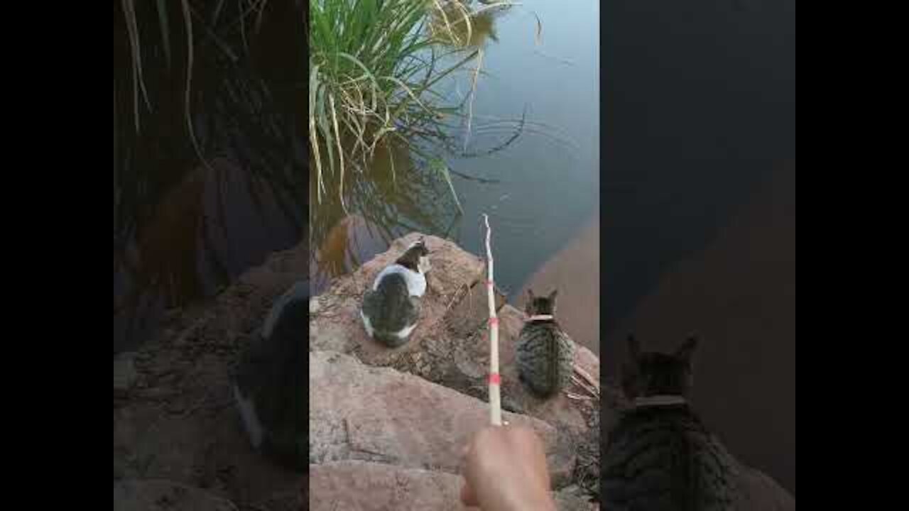 TikTok Tik Tok Cat Fish Fishing Hilarious Funny Wait Until The End