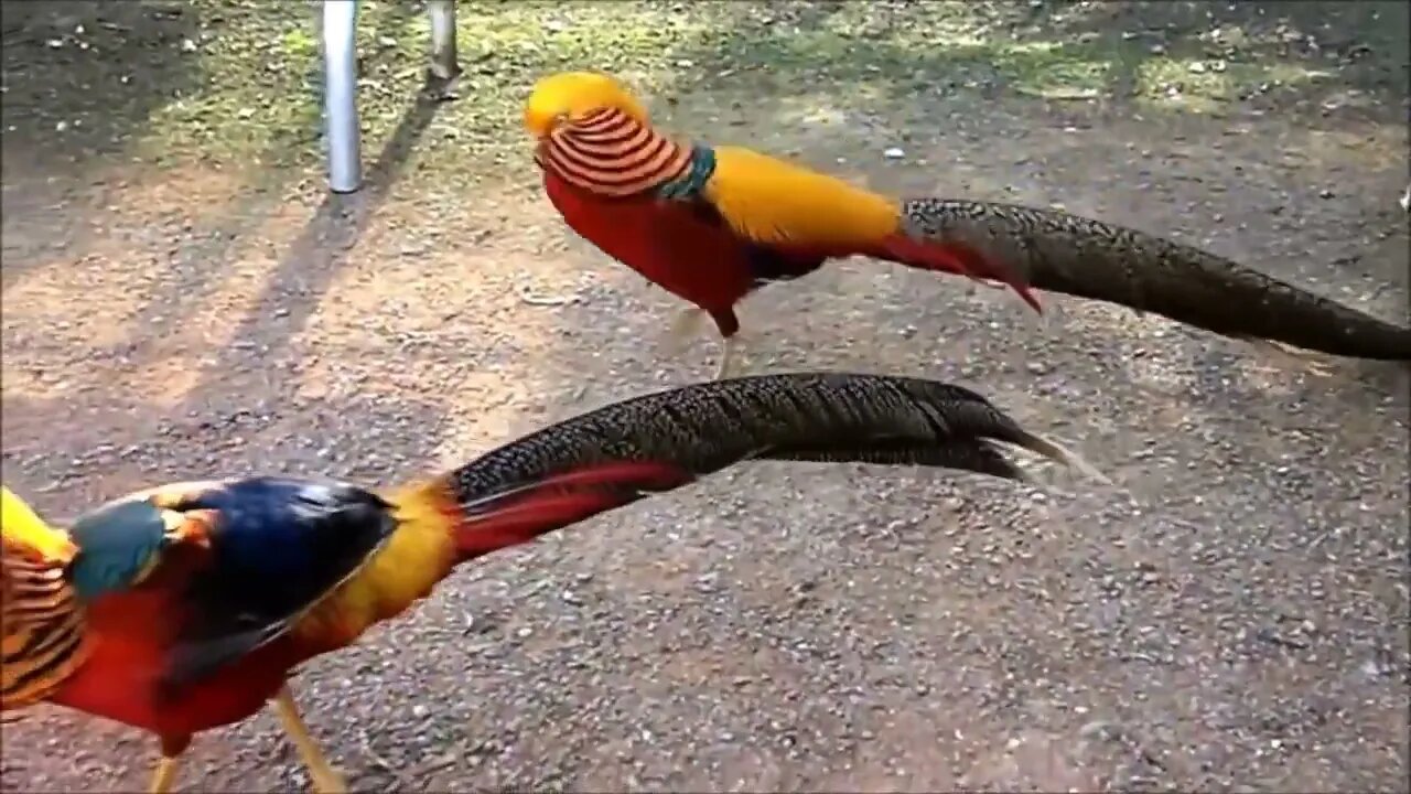 Beautiful Golden Pheasants and Wading Birds-12