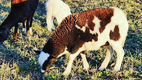 After the Storm, Thunder Incoming! Missouri Sheep Ranching #sheep #farming #homesteading