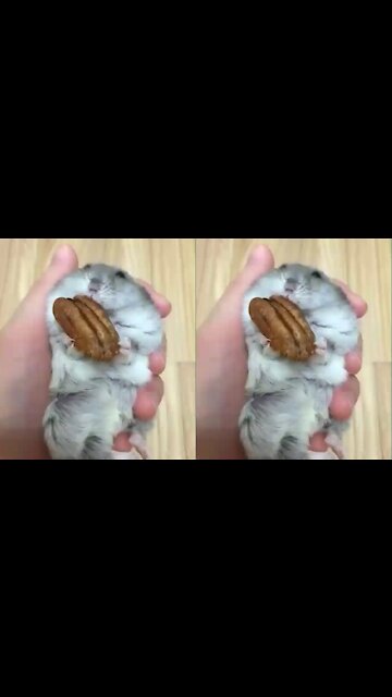Very cute hamster nibbling cookies