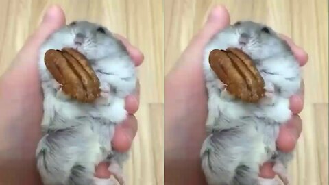Very cute hamster nibbling cookies