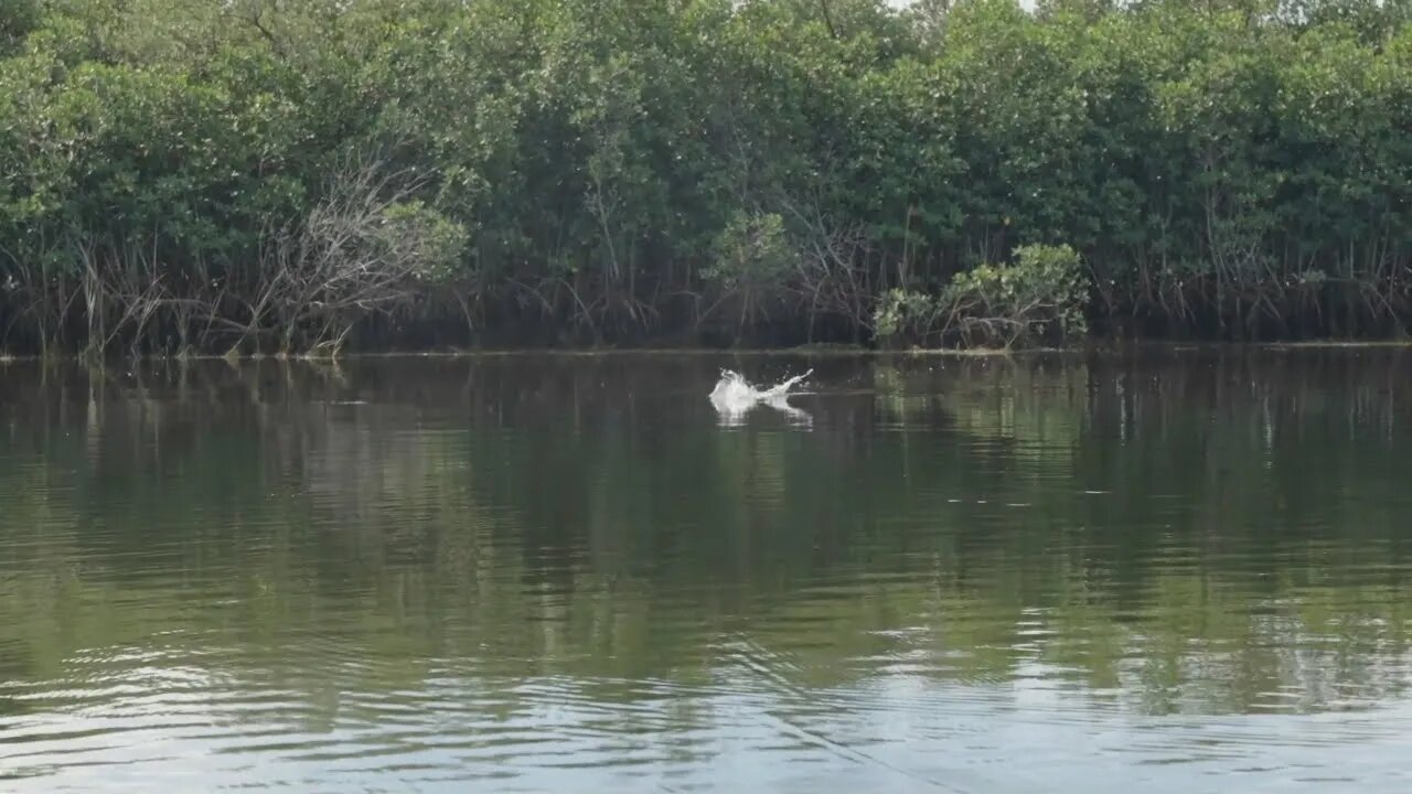 MUST HAVE tackle, bait, and lures for Crystal River Fishing