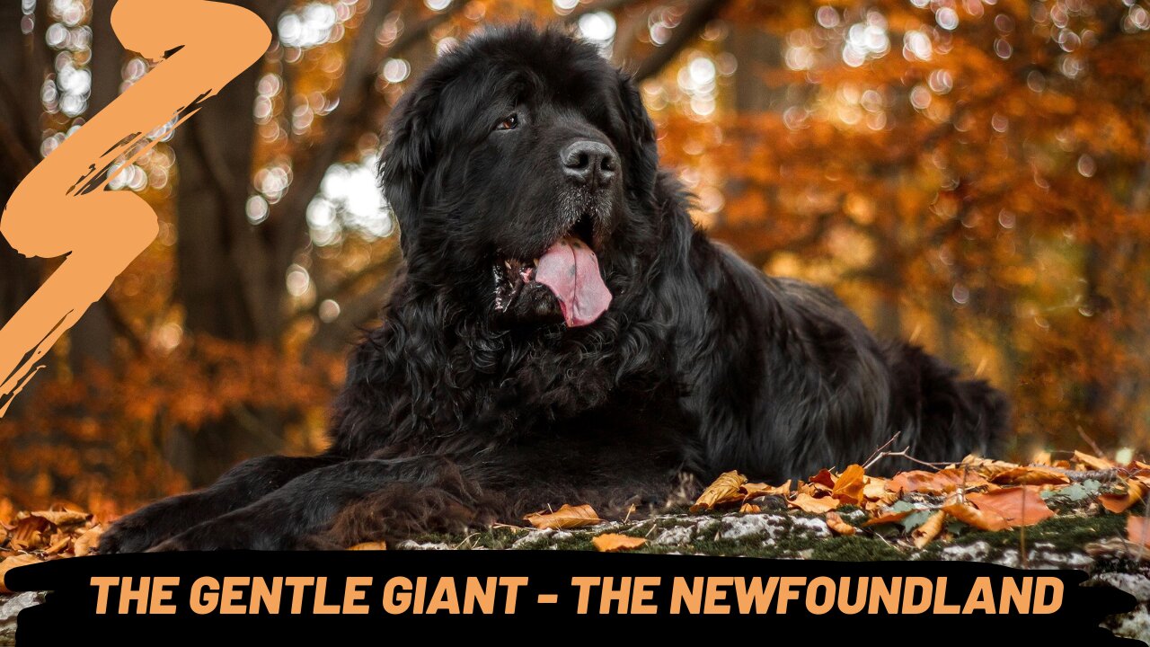 All About The NEWFOUNDLAND!