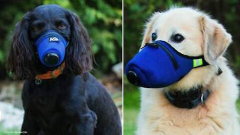 Man gives his only mask to the dog