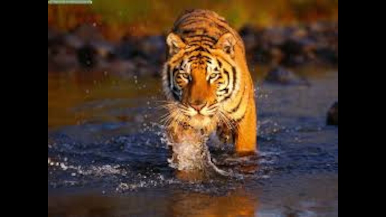 👑The Indian tiger The Royal Bengal Tiger is the king of tigers in the world👑