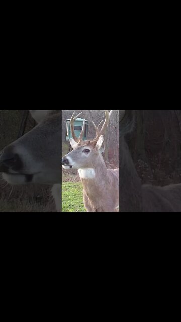 This dude has some junk on his head #shorts #deer #deerhunting
